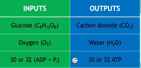 <p>Breaking down (catalyzing) glucose to release energy (exergonic/catabolic<strong> </strong>reactions).</p><p>ATP yield: variation between amounts of ATP produced depending on the tissue. In total 30 or 32 molecules of ATP<strong> </strong>are produced in aerobic respiration (process= phosphorylation).</p><p class="MsoNormal">Total ATP Yield: Per each glucose molecule, the entire process of aerobic respiration releases a total of <strong><u>30 or 32 </u></strong>ATP molecules (depending on the efficiency of the tissue).</p><p class="MsoNormal">From glycolysis = 2, Krebs cycle =2, 26 or 28 from the electron transport chain</p><p class="MsoNormal">Equations:</p><p class="MsoNormal">glucose + oxygen → carbon dioxide + water + 30 or 32 ATP</p><p class="MsoNormal">C6H12O6 + 6O2 → 6CO2 + 6H2O + 30 or 32 ATP</p>