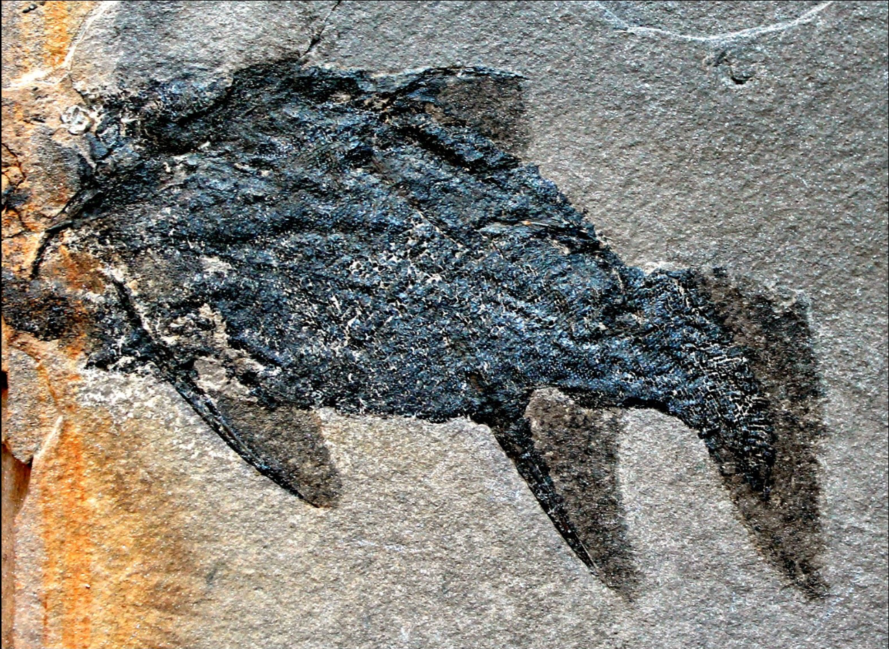 <p>subclass acanthodii (class pisces, subphylum gnathostomata, phylum vertebrata, chordates), middle devonian, Scotland</p>