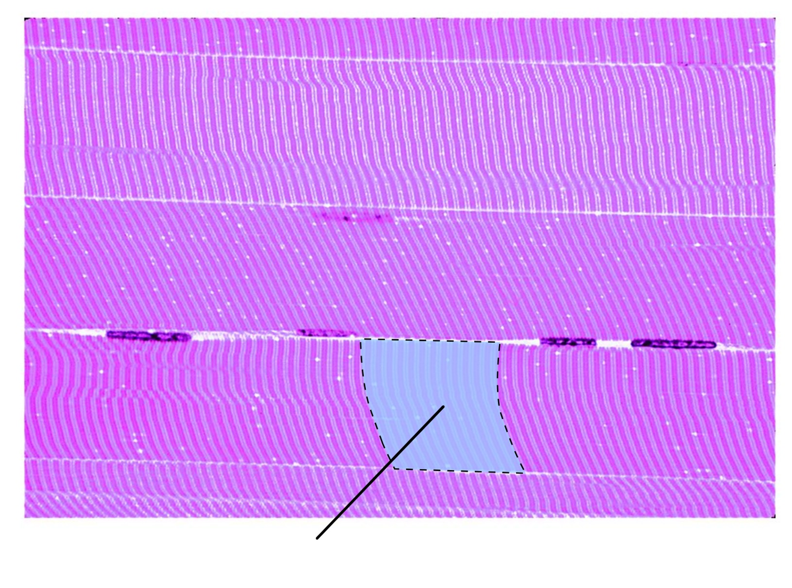 <p><span>What structure is highlighted in this image?</span></p>
