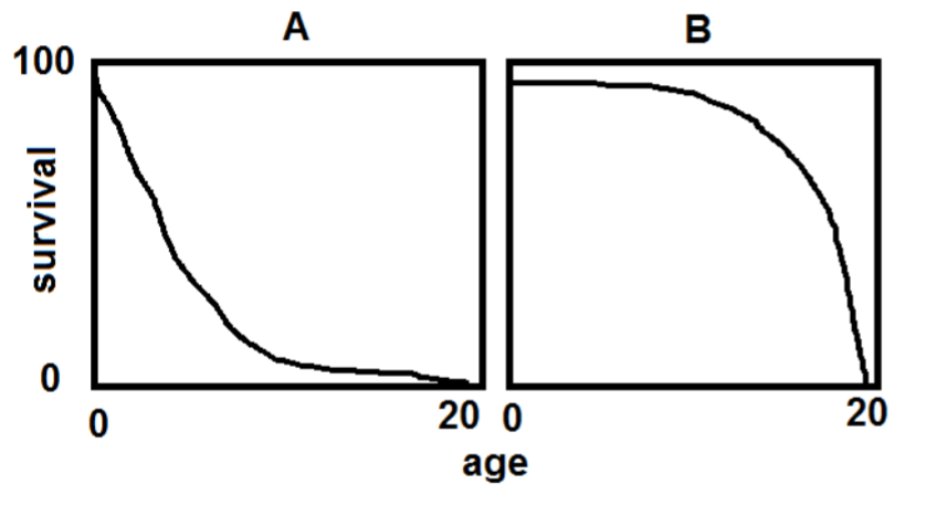 <p><span style="background-color: transparent;">In which population would you expect production of many small young?</span></p>