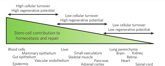 <p>depende da categoria baseada em tunover celular</p><ul><li><p> se o tecido tiver alto turnover celular e alto potencial regenrativo,</p></li></ul><p> como células do epitelio intestinal, epiderme, glandula mamária ou sangue</p><p>afeta imenso porque dependem criticamente da telomerase (constante divisão)</p><p>imunodef ou problemas de barreira</p><ul><li><p>se as células tiverem baixo turnover e alto potnecial regenerativ</p></li></ul><p>como fígado ou musculo esquelético</p><p>não se dividem sempre mas tem reserva estaminal</p><ul><li><p>baixo turnover e baixo potencial reg</p></li></ul><p>cérebro, coração, medula espinhal</p><p>reparação limitada</p><p>degeneração de orgãos</p><p></p>