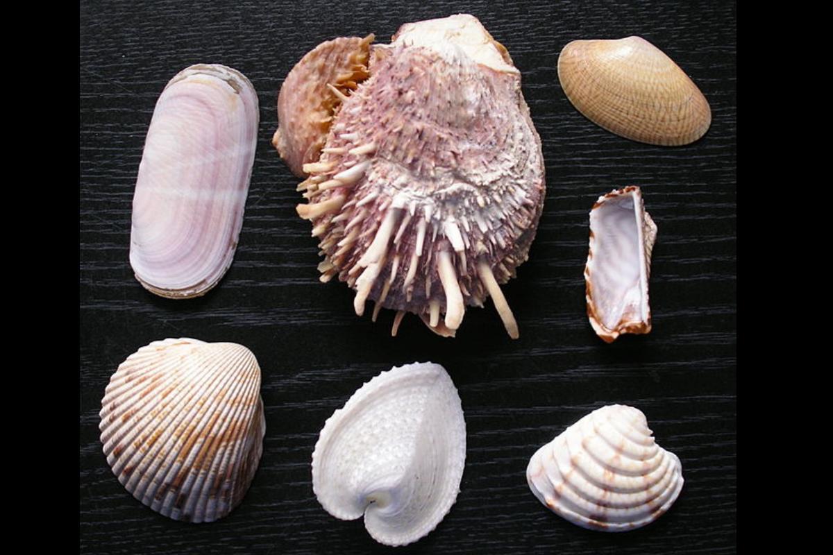 <p>bivalve</p>