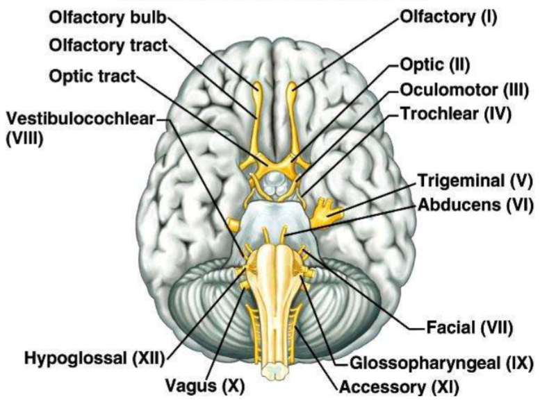 <p>1.Olfactory (1) 2. Optic (II) 3. Oculomotor (III) 4. Trochlear (IV) 5. Trigeminal (V) 6. Abducens (VI) 7. Facial (VII) 8. Glossopharyngeal (IX) 9. Accessory (XI) 10. Vagus (X) 11. Hypoglossal (XII) 12. Vestibulocochlear (VIII)</p><p>*Be able to label this</p>