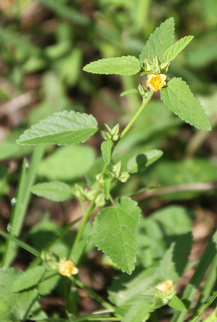 <p>Soft, hairy, and weedy </p><p>Alternate leaves, ovate to oblong </p><p>Toothed leaves </p><p>Slender petioles </p><p>Small tubercle at base of lover leaves </p><p>Pale yellow flowers </p>