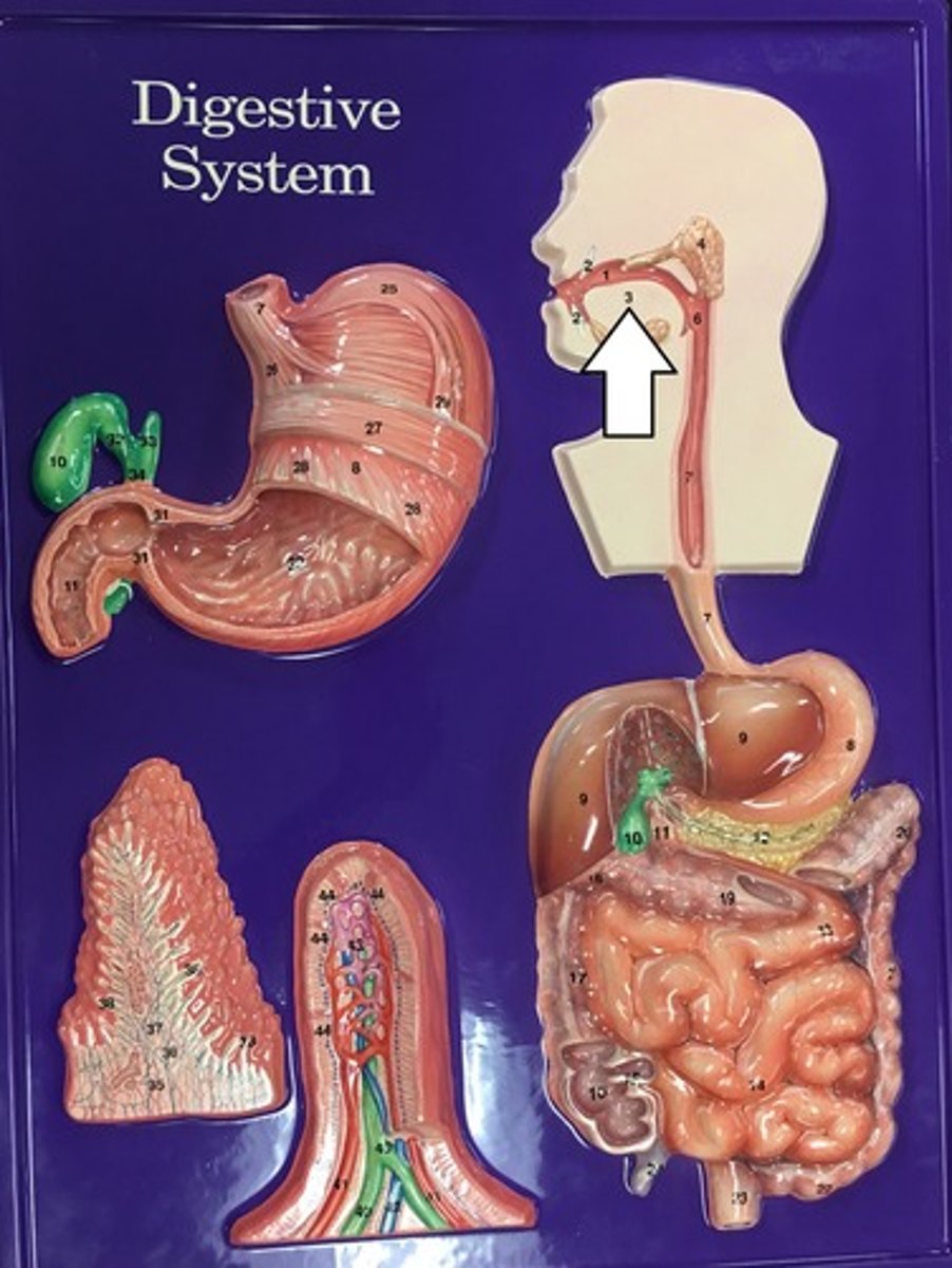 <p>What is #3?</p>