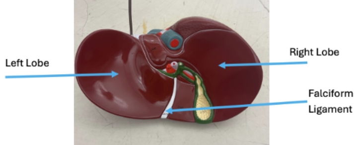 <p>right lobe, falciform ligament, left lobe</p>