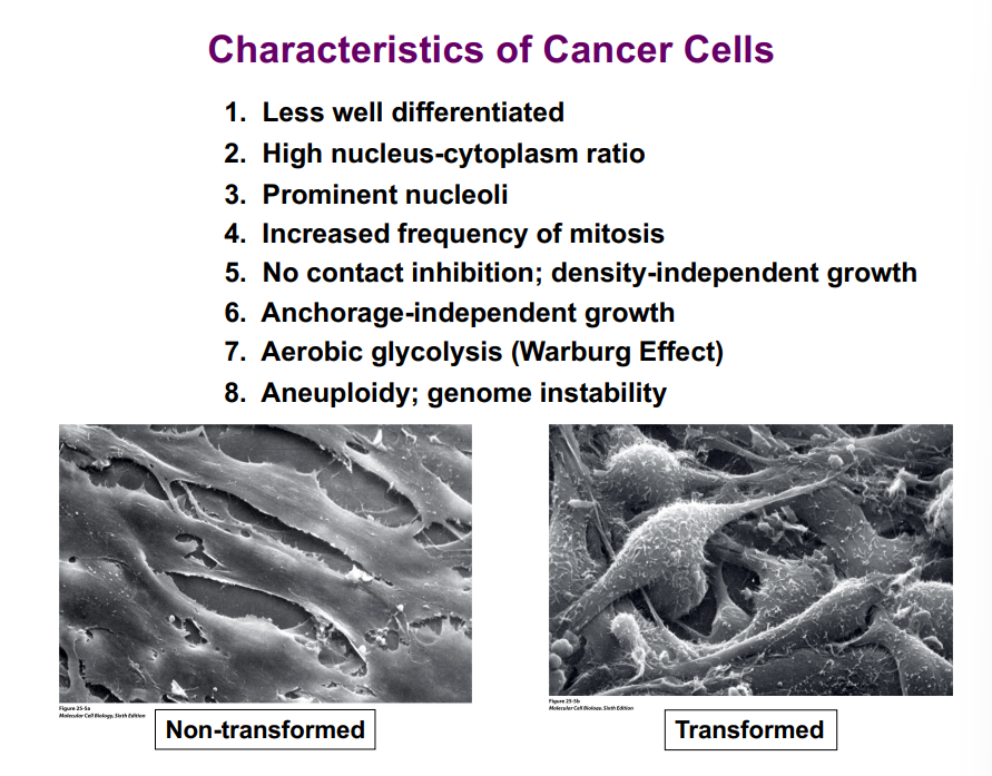 <p><span style="background-color: transparent;"><strong>Characteristics of Cancer Cells</strong></span></p>