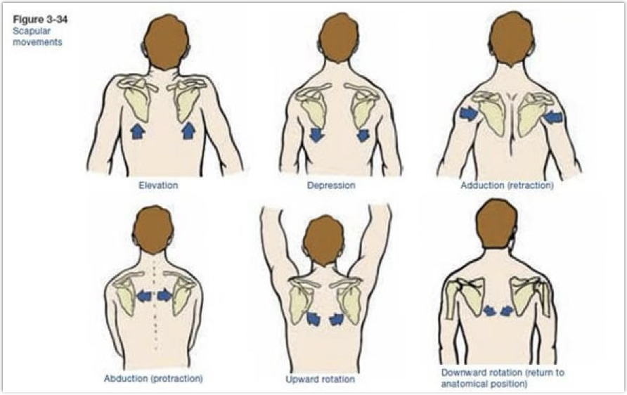 <p>Shoulder ROM: scapular</p>