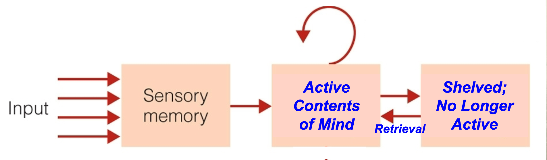<p>Information enters <strong>sensory memory</strong>, moves into <strong>working memory</strong> if attended to, and is then stored in <strong>long-term memory</strong> (no longer active) but can be brought back into awareness through <strong>retrieval</strong>.</p>