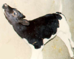 <p>This cow presented with hypertonia, retracted lips and trismus (lockjaw), sawhorse stance, and muscular rigidity that becomes worse with auditory stimuli. Thoughts?</p>
