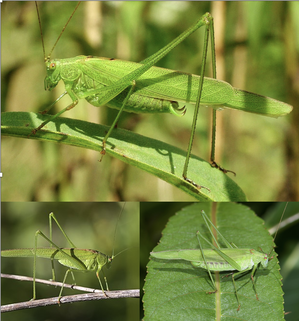 <p>Latin, magyar, védett?, hang</p>