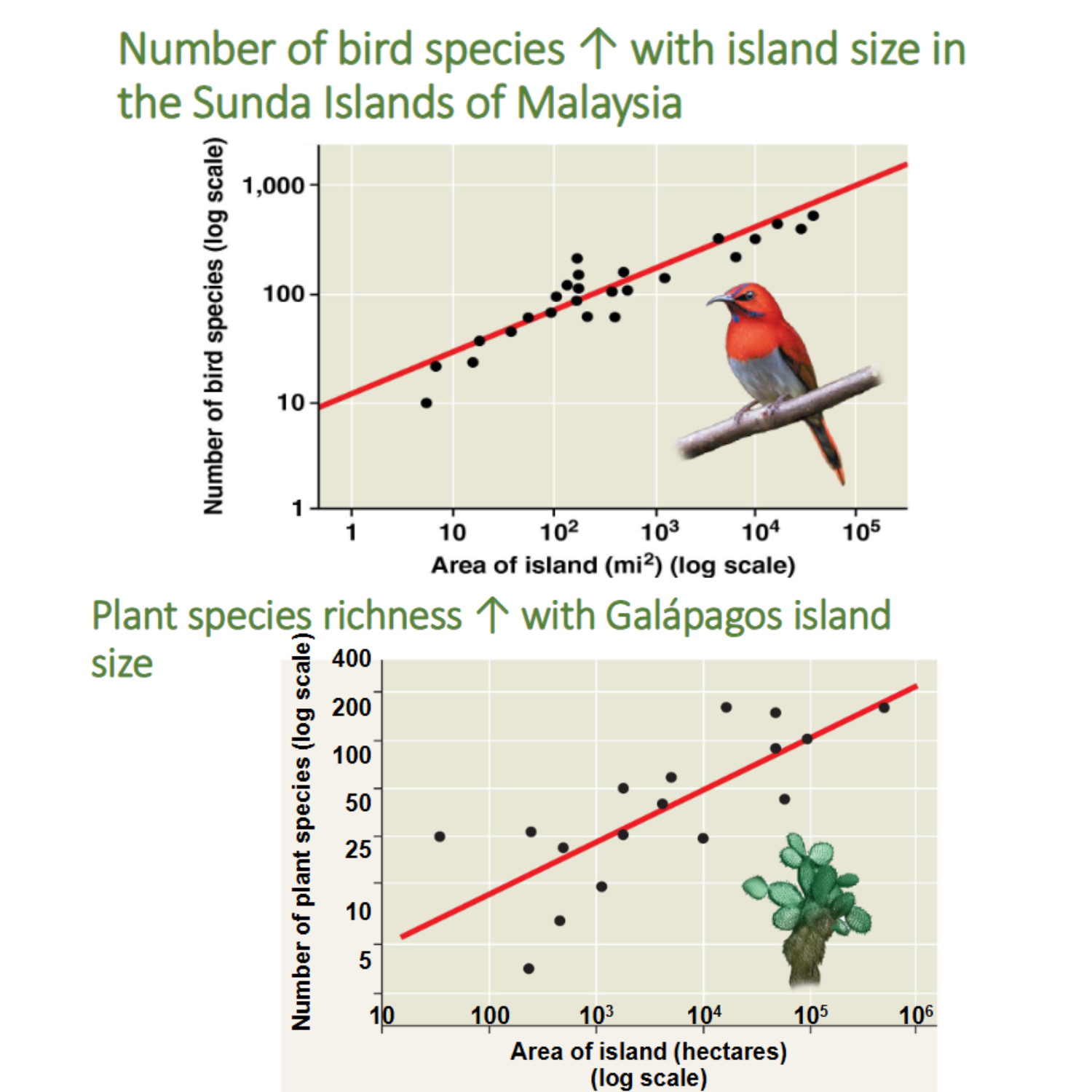 <p>The <strong>species area curve</strong> quantifies the idea that if <strong>all other factors are equal</strong>, a <strong>larger geographic area </strong>will have <strong>more species, </strong>since <strong>larger areas </strong>have<strong> a greater diversit</strong>y of <strong>habitats and microhabitats</strong></p><ul><li><p>(DUS EEN RECHTEVENREDIG VERBAND TUSSEN DE GROOTTE VAN DE HABITAT EN DE HOEVEELHEID SPECIES)</p></li></ul><p></p>