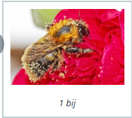 <p>Hij word bedekt met stuifmeel. Als de bij naar een andere bloem vliegt, neemt hij het stuifmeel mee. Op die manier <span>komt het stuifmeel op de andere bloem terecht.</span></p>