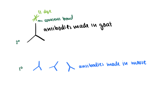 <p>secondary antibodies made in a goat</p><ul><li><p>bc it says “anti-animal”, NOT “anti-protein/organelle”</p></li></ul><p></p>