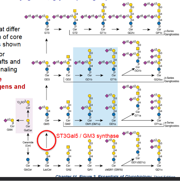 <p>differ based on composition of core glycan</p><p>gangliosides are major components of lipid rafts and modulate receptor signaling</p><p>*Many glycolipids are receptors for pathogens and toxins</p>