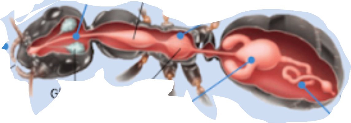 <p>Quin animal és? I digues els òrgans i processos digestius d’ell.</p>