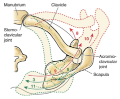 <p>The scapular into the green is...</p>