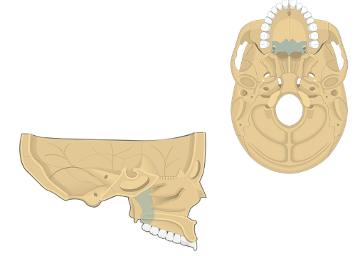 <p>Bone indicated by the blue </p>