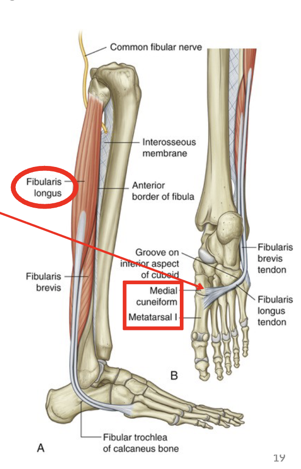 <p>O: head and proximal 2/3 of lateral fibula</p><p>I: medial cuneiform and 1st metatarsal</p><p>A: eversion and plantar flexion of foot, support arches of foot</p>