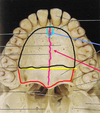 <p>What is the black outline?</p>