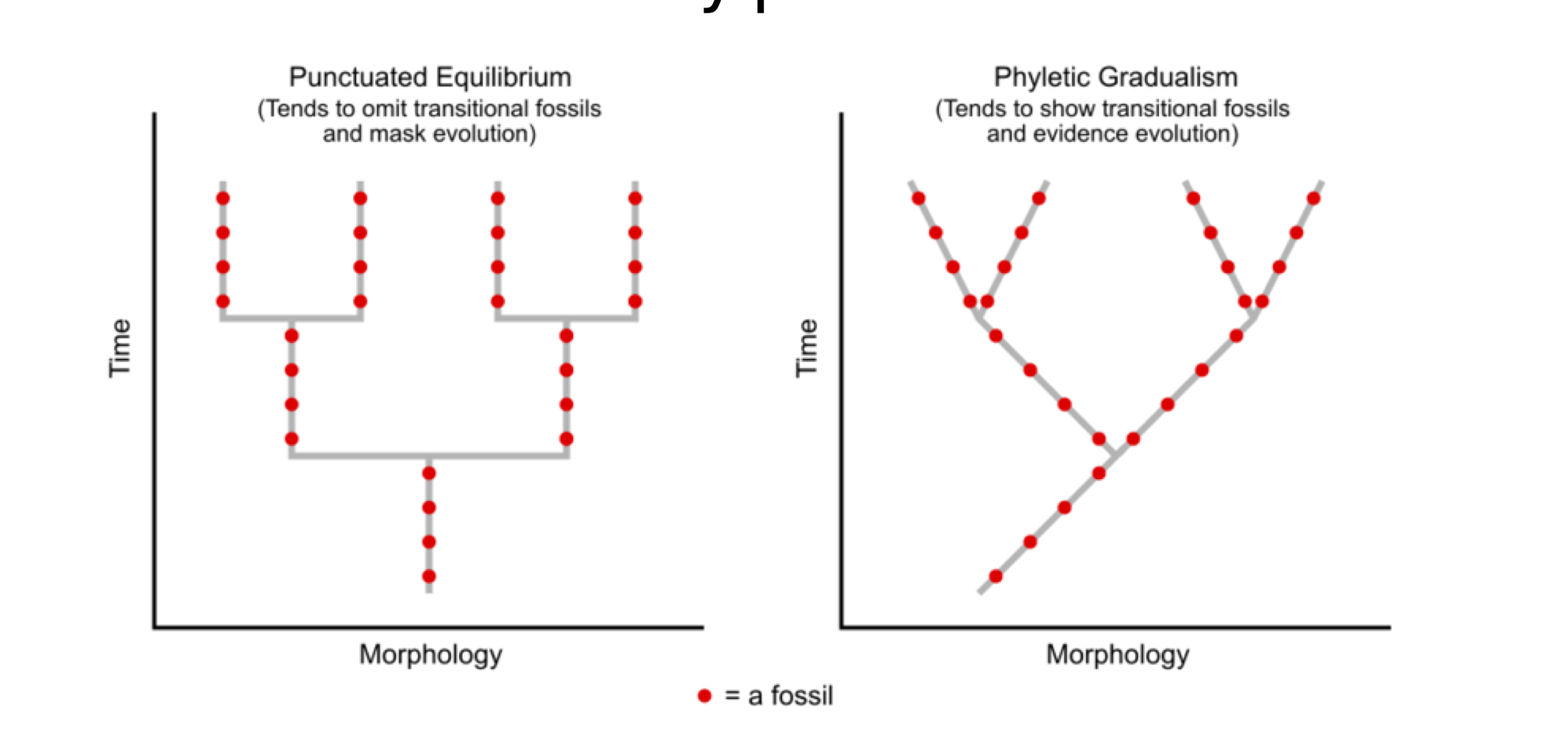 <p>Two competing hypotheses:</p><p>• Punctuated equilibrium: Evolutionary change is marked by isolated episodes of rapid speciation between long periods of little or no change (stasis).</p><p>• Gradualism: Evolutionary change occurs sat a steady (continuous) speed, which results in the gradual transformation of whole lineages.</p><ul><li><p>ecidence of both in fossil record - ongoing debate which is more important/common</p></li></ul><p></p>