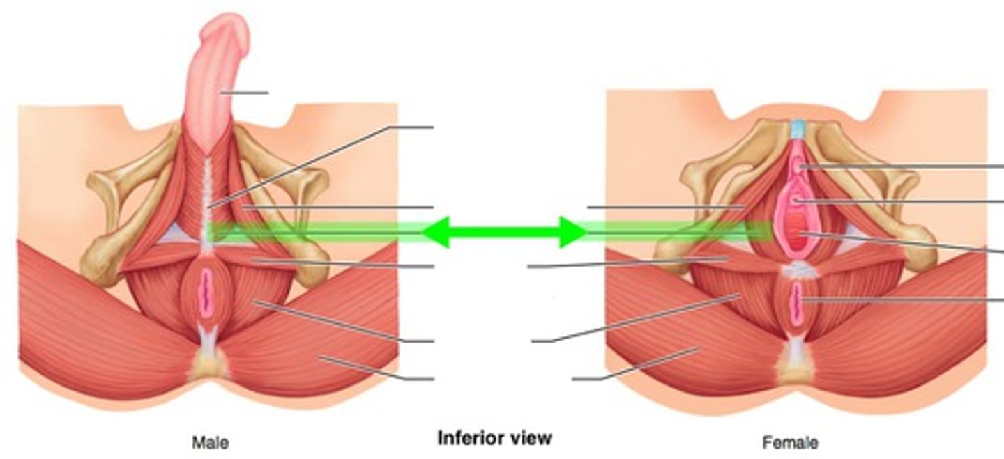 <p>located just ventral to the anus</p>