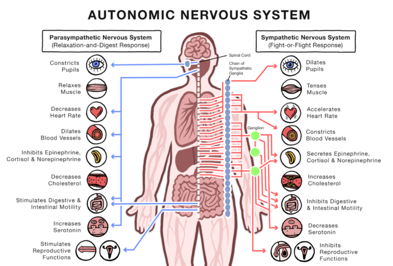 <p>Part of the peripheral nervous system (PNS, the nervous system outside of the brain / spinal cord) that regulates involuntary physiologic processes, including heart rate, blood pressure, respiration, digestion, and sexual arousal. </p><p>Has preganglionic and postganglionic, aka ganglionic, neurons. </p><p>Effectors: cardiac muscle, smooth muscle of blood vessels and organs, glands, and adipocytes. </p><p>Divisions: sympathetic, parasympathetic, and enteric nervous systems. </p>