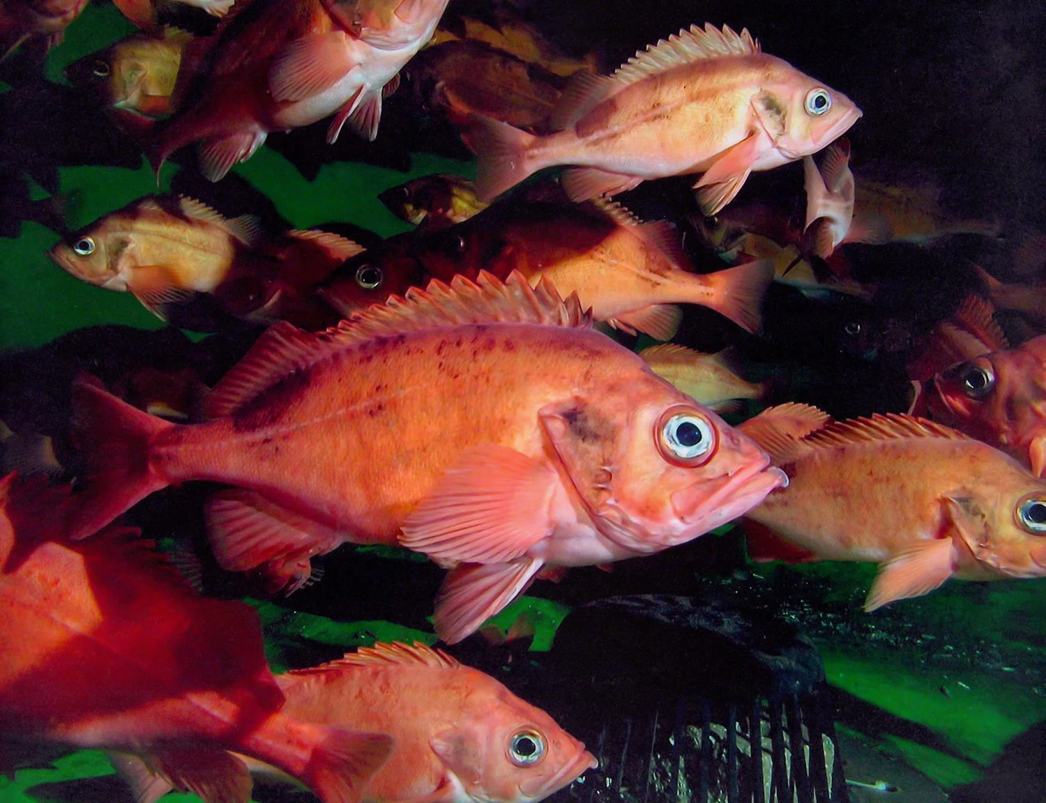 <ul><li><p><strong>General:</strong> Deep-bodied, bright red to orange fish with large eyes and a spiny, ridged head.</p></li><li><p><strong>Size:</strong> Avg. adult <strong>25–40 cm (10–16 in; 0.8–1.3 ft)</strong>, <strong>0.5–1.5 kg (1.1–3.3 lb)</strong>;</p><ul><li><p>large adults commonly reach (16–22 in; 1.3–1.8 ft) and (4.4–8.8 lb).</p></li></ul></li><li><p><strong>Key IDs:</strong></p><ul><li><p><strong>Bright red to orange coloration</strong> over most of body.</p></li><li><p><strong>Very large eyes</strong> relative to head size.</p></li><li><p>Head with prominent <strong>spines and ridges</strong>.</p></li><li><p><strong>Large mouth</strong>; lower jaw slightly protruding.</p></li><li><p>Long dorsal fin with strong anterior spines.</p></li></ul></li><li><p><strong>Memory cue:</strong> <strong>Red body + big eyes + spiny head</strong></p></li></ul><p></p>