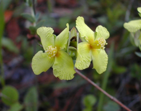 <p>What is this? This could cause type ____ allergies via ____. It is also used for/(as an) ____</p>