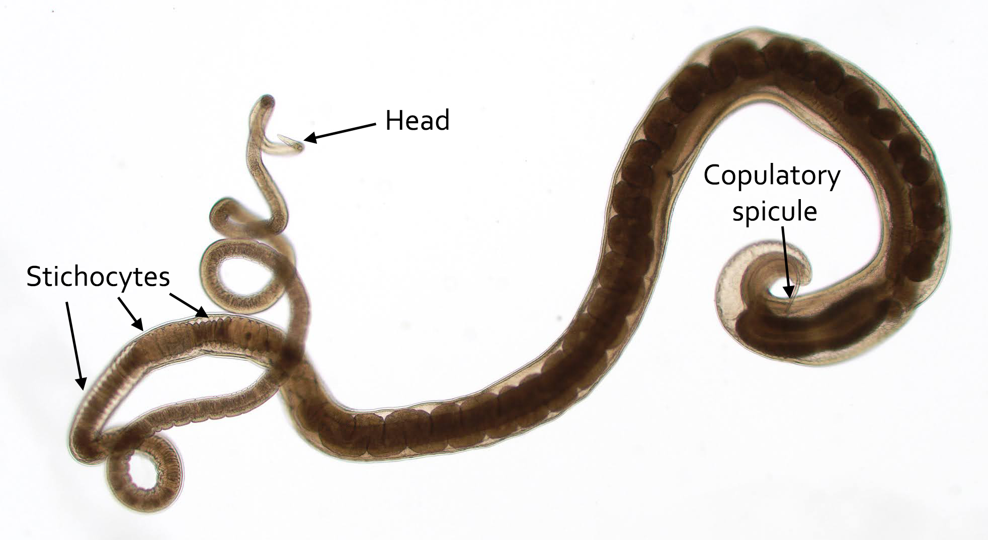 <ul><li><p>Males are smaller than females</p></li><li><p>Have a curved tail </p></li><li><p>The curved tail has a copulatory spicule with a retractable sheath </p></li></ul><p></p>