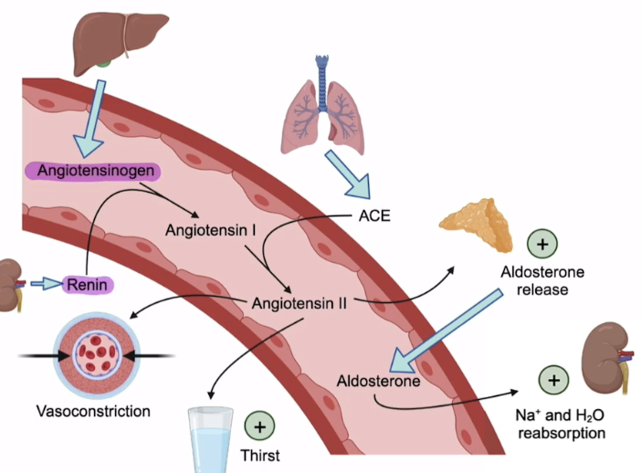 <p>Increases blood pressure and volume </p><ol><li><p>Stimulates additional aldosterone release</p></li><li><p>Increases Na+ reabsorption at the proximal tubules (water follows, increasing bp) </p></li><li><p>Systemic vasoconstriction, condensing the vessels to increase pressure </p></li><li><p>Increase thirst, increasing liquid intake </p></li></ol><p></p>