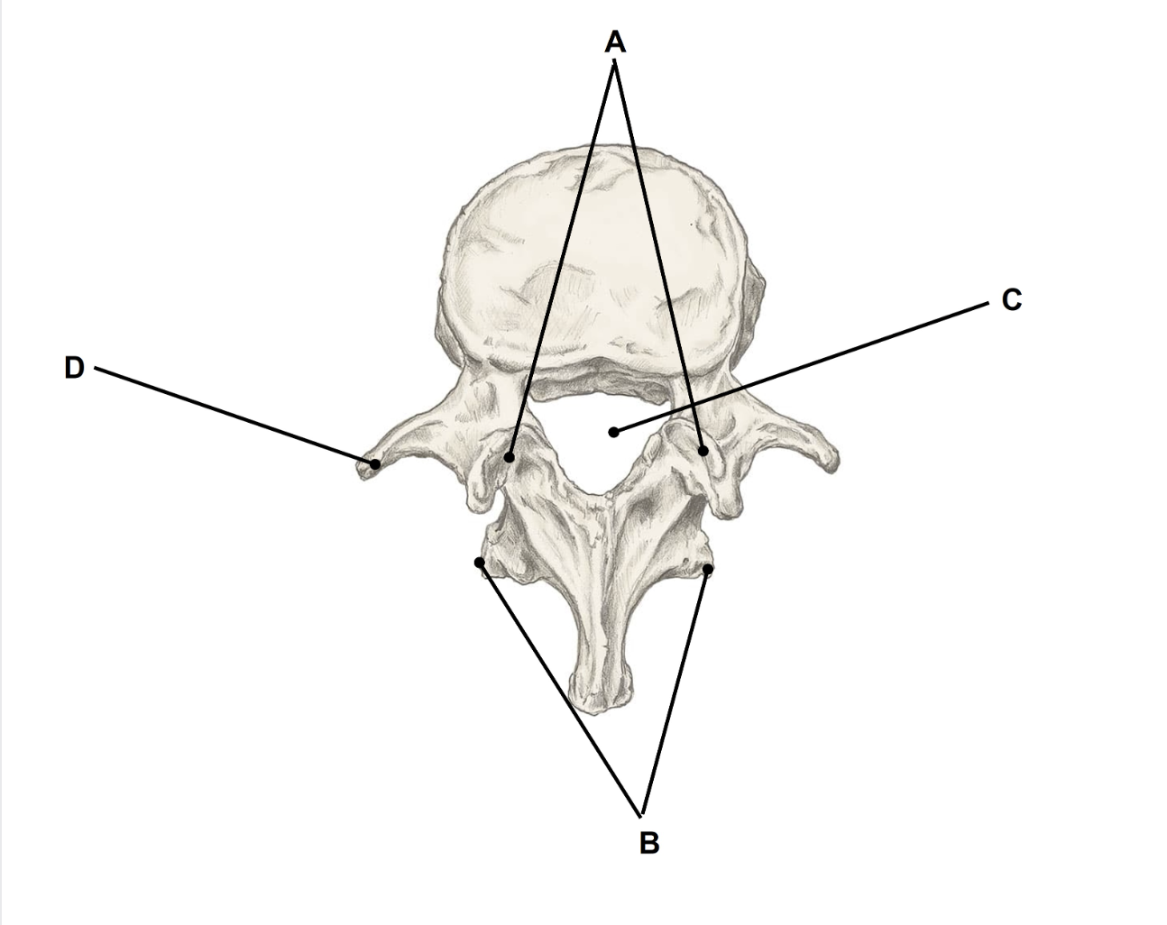 <p>Match the appropriate term with the landmark or structure </p>