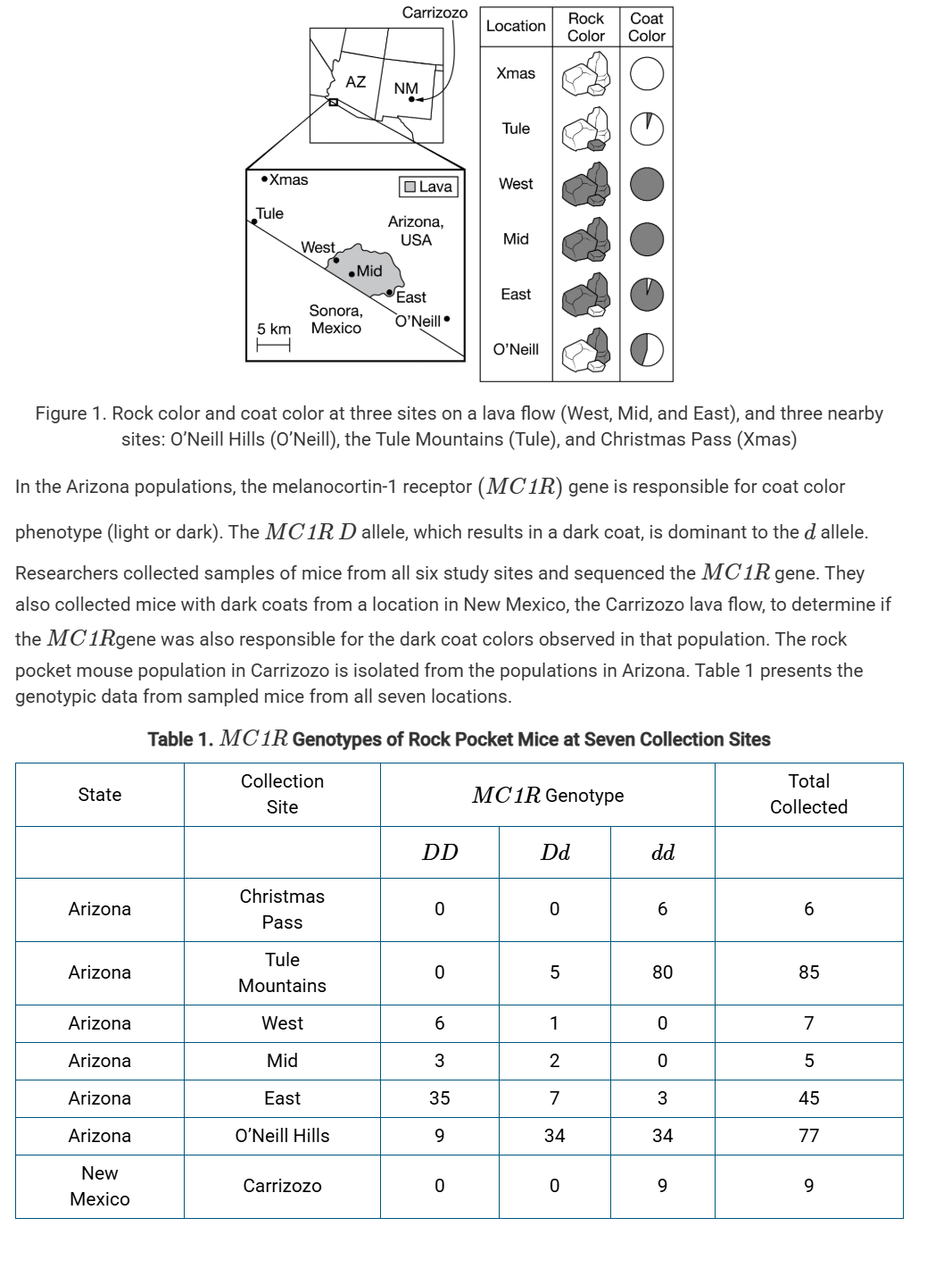 <p>Owls (primary predators of rock pocket mice) are nocturnal visual predators that are able to distinguish effectively between dark and light colors in low-light conditions.</p><p class="stem_paragraph">Which of the following best explains the relationship between coat color and predation rate in the rock pocket mouse population on the lava flow rocks with respect to the different coat color phenotypes?</p>