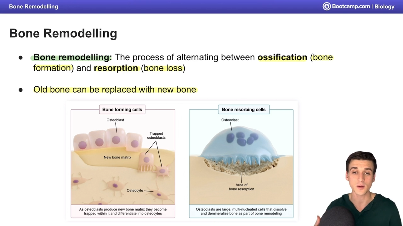 <p>What is bone remodeling?</p>