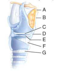 <p>A</p><p>—</p><p>A — Hyoid bone</p><p>B — Thyrohyoid membrane</p><p>C — Vestibular fold</p><p>D — Thyroid cartilage</p><p>E — Vocal fold</p><p>F — Cricothyroid ligament</p><p>G — Cricotracheal ligament</p>