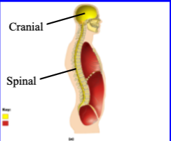 <p>lies along dorsal side of body, includes cranial and spinal cavity </p><p></p><p>cranial - includes brain </p><p>spinal - includes spinal cord </p>
