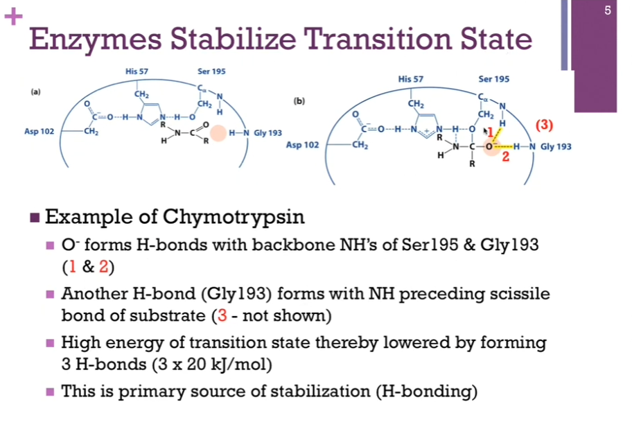 <p>1.) can form a H-bond with the peptide amine group in our active Ser195 residue.</p><p>2.) can form a H-bond with the amine group in the peptide bond of this <strong>Gly194 </strong>residue.</p><p>3.)<strong> can form a H-bond with carbonyl group of Gly193 AND the amine group preceding the scissile bond of the SUBSTRATE (not shown in the illustration here!)</strong>. </p><p>Suffice to say there are three hydrogen bonds that formed in the process of INTERACTING with this transition state. Each of those H-bonds average ~20 kJ/mol. 60 kJ total. AKA our HIGH ENERGY transition state has been reduced by 60 kJ/mol in order to form those hydrogen bonds. This is the PRIMARY source of stabilization! These THREE hydrogen bonds! </p>