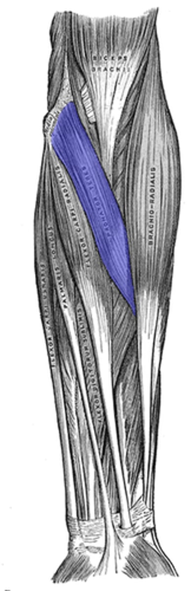 <p>origin: humerus</p><p>insertion: radius</p><p>action: pronates and flexes forearm</p>