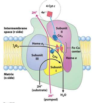 <p>Pārnes elektronus no citohroma c uz molekulāro skābekli, reducējot to par ūdeni (H2O). </p><p>• Patēriņš: uz katriem 4 elektroniem, kas izplūst cauri, no matricas N puses tiek paņemti 4H+ . </p><p>• Sūknēšana: 2 protoni tiek iesūknēti starpmembrānu telpā P pusē</p>