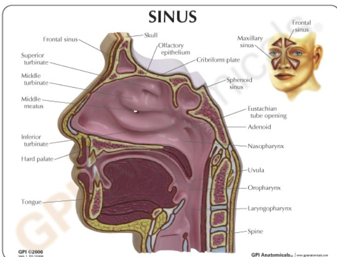 <p>Nasopharynx - above palate </p>