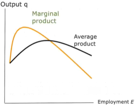 <p>> MP curve: Shows the additional output from hiring one more unit of labour. Initially rises due to specialisation, then falls due to diminishing returns.</p><p>> AP curve: Shows output per unit of labour . Rises at first, reaches a maximum, then declines as diminishing returns set in.</p><p>> <strong>MP intersects AP at AP’s maximum point.</strong></p><p></p>