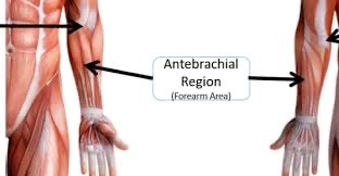 <p>the forearm </p>
