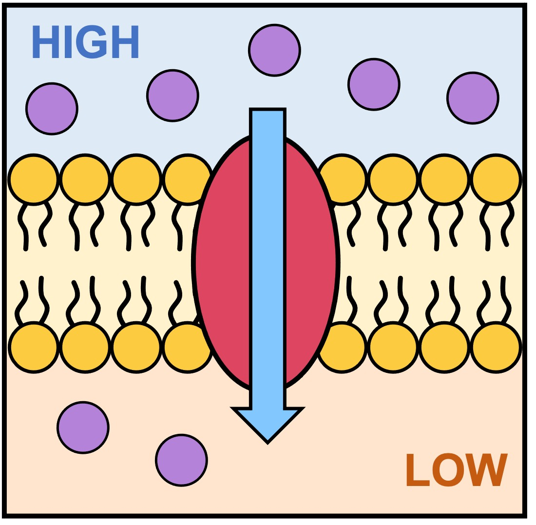 <p>molecules move in response to a concentration gradient from an area of high concentration to area of low concentration</p>