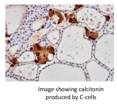 <p>Produced by C cells</p><p>Located between thyroid follicles</p><p>One of two hormones involved in maintaining homeostasis of blood Ca levels (other is parathyroid)</p>