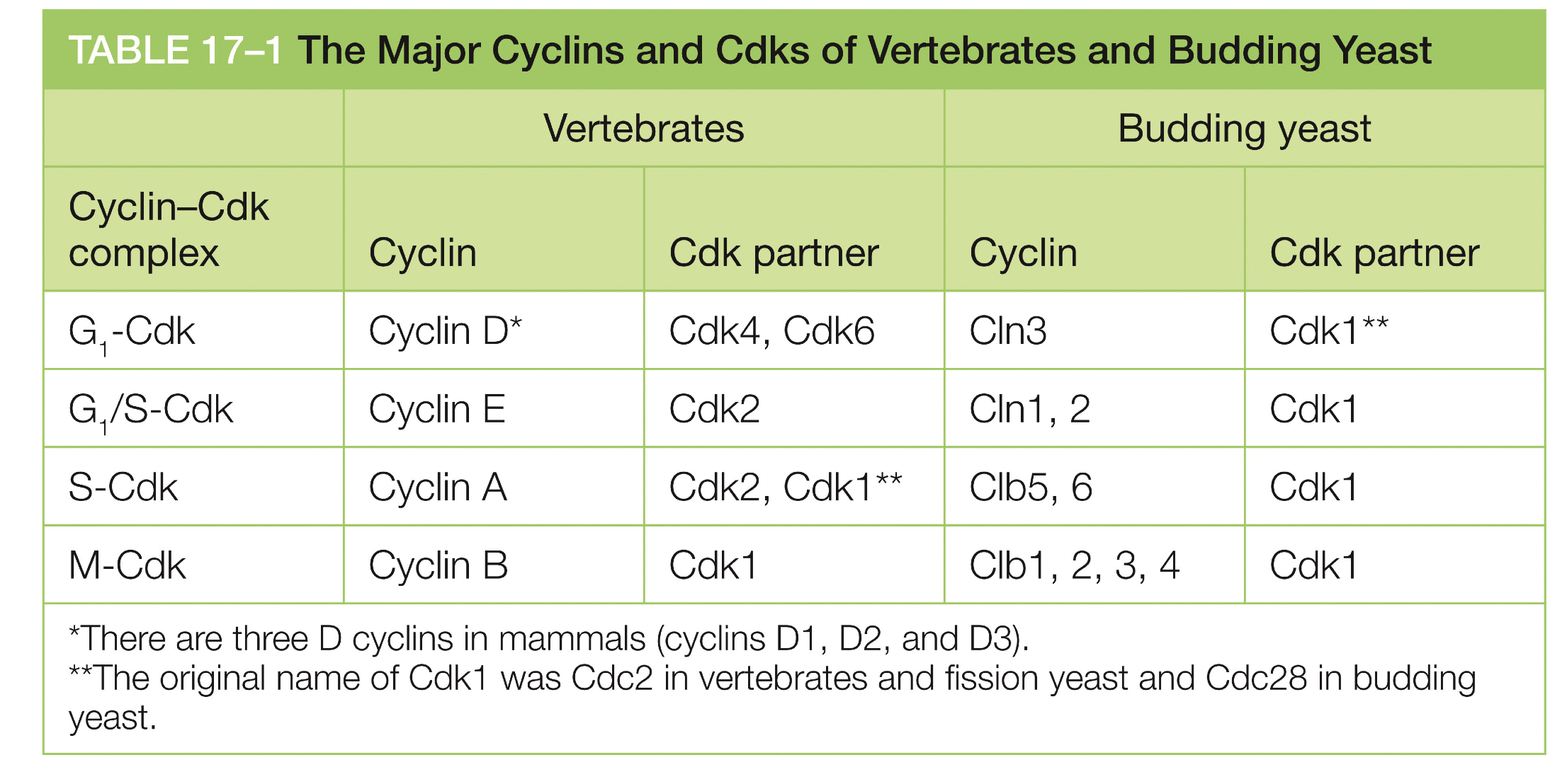 <p>Yes, depends on cell cycle</p><p></p><p>CDK1 = for M-fase and G2 fase depening on cyvlin</p>
