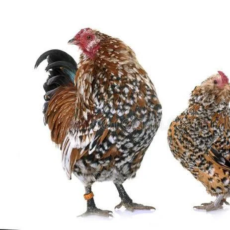 <p>wat voor ras is dit?</p>