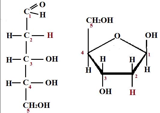 <p>Na 2. uhlíku chybí –OH skupina</p>