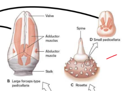 <p>Large forcep pedicellaria: Protection</p><p>Small forcep pedicellaria: Cleaning</p>