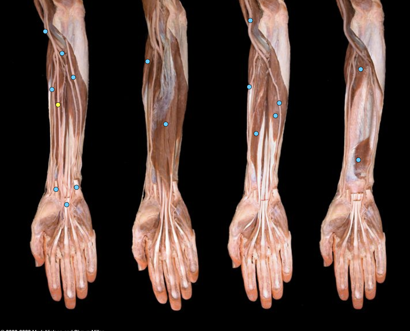 knowt flashcard image