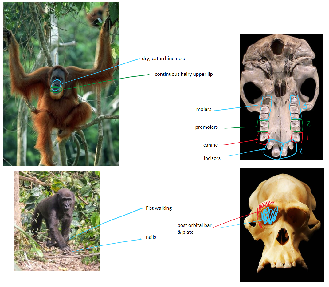 <ul><li><p>fist walking</p></li><li><p>sparse body hair</p></li><li><p>found in borneo and sumatra</p></li></ul><p></p>